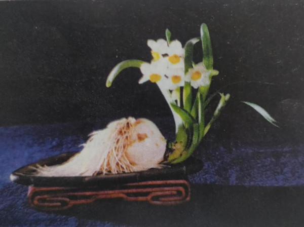 喜歡水仙造型嗎？這份水仙雕刻技巧，送給你》