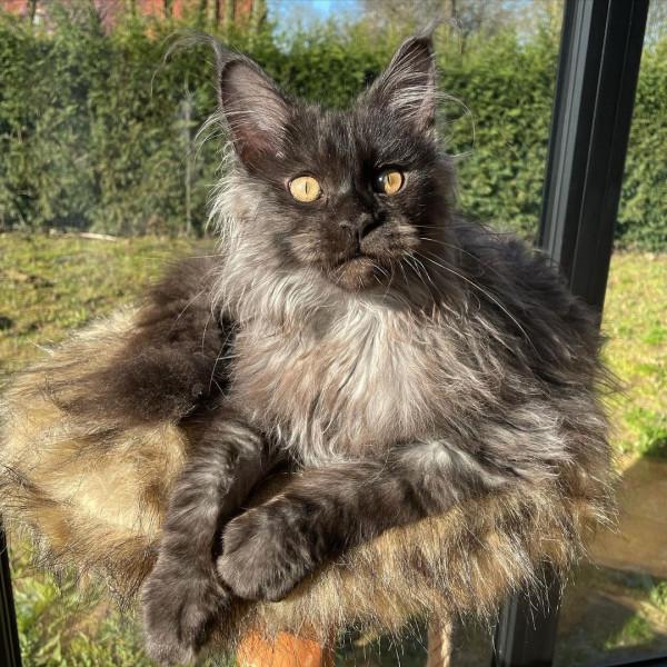 外國妹子養了只猴裡猴氣的緬因喵,這畫風,太大佬了 外國妹子養了只猴裡猴氣的緬因喵,這畫風,太大佬了