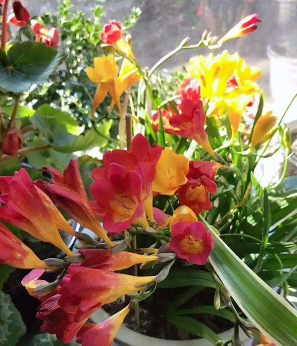 好養如蒜苗的香水花，適合冬天養，八九個顏色輪流開，又美又仙