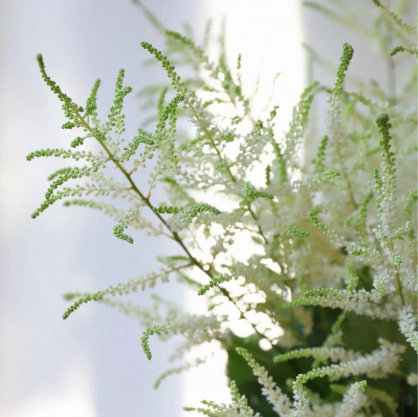 葉似蕨，花霧朦，落新婦散發浪漫唯美的氣息 | 壹木星球 No.4