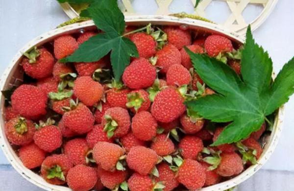 農村裡常見的中草藥 都有哪些功效 (二) 農村裡常見的中草藥 都有哪些功效 (二)