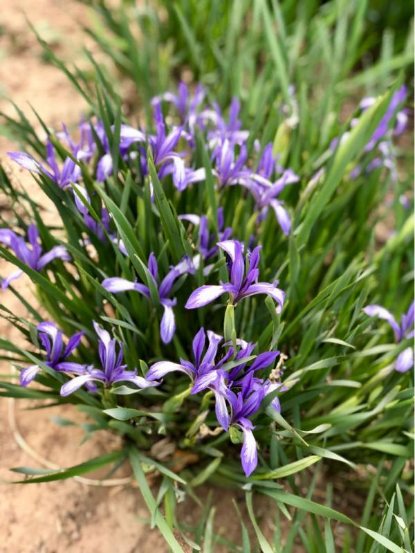 10種花,零下10℃也能過冬,長勢一點不輸南方 10種花,零下10℃也能過冬,長勢一點不輸南方