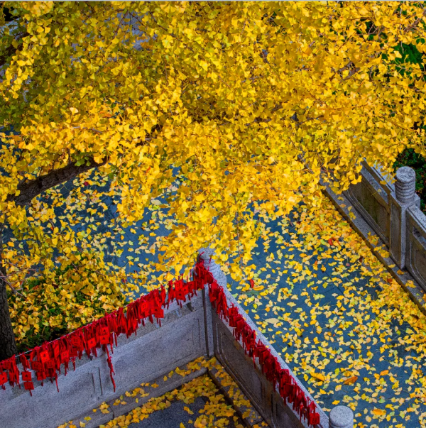 就算為了愛情,也要來赤山看紅葉,源於一個古老的傳說! 就算為了愛情,也要來赤山看紅葉,源於一個古老的傳說!