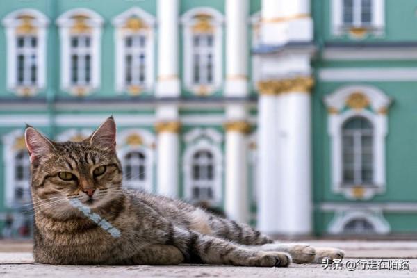 為感謝服役277年的貓咪,俄羅斯冬宮博物館操碎了心 為感謝服役277年的貓咪,俄羅斯冬宮博物館操碎了心