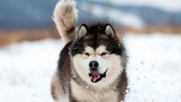 不適合家養的狗&mdash;&mdash;認出三種算你厲害