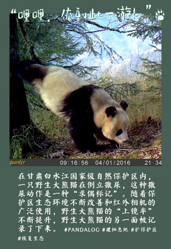 鏡觀中國丨大熊貓的30張拍立得：一部保護“滾滾”的PLOG
