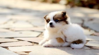 大型犬到底吃的多不多？真相在這裡都揭露啦