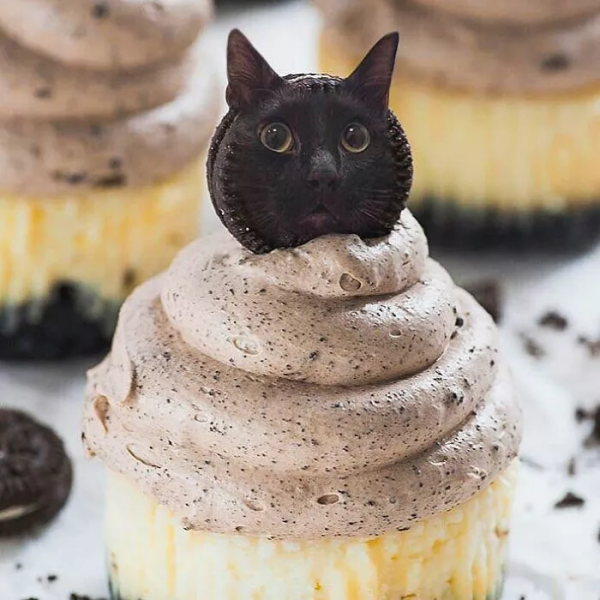 這樣的貓片，真下飯