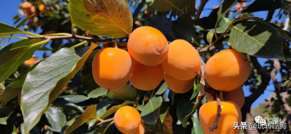 秋來養生好時光