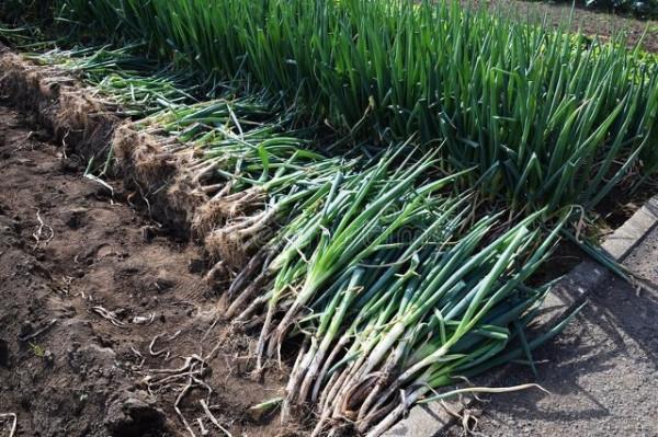 栽蔥三大忌，蔥苗死亡的罪魁禍首，預防為主