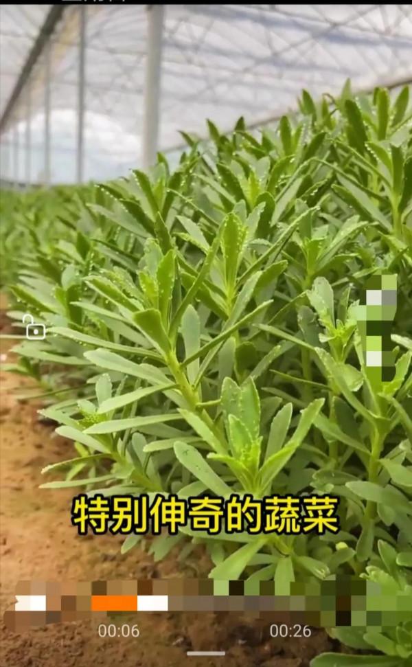 補鈣蔬菜-養心菜