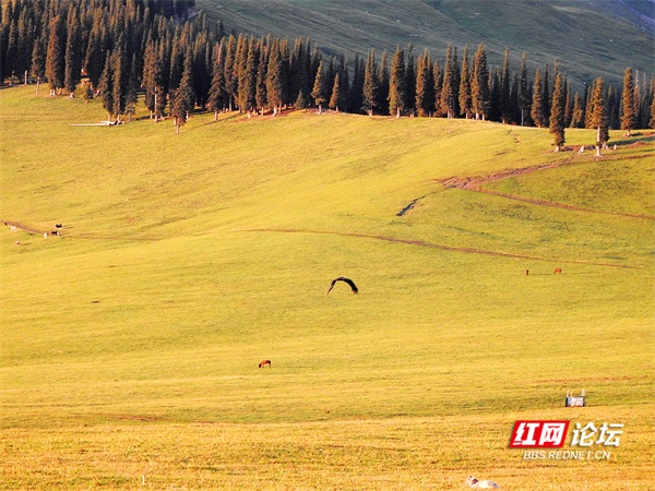 帶你看看網友鏡頭下“那拉提養蜂女”生活的草原有多美