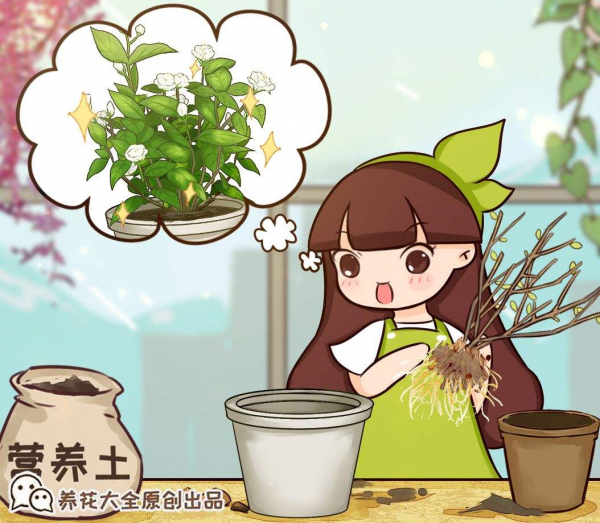 虎頭茉莉：茉莉家族顏值的天花板，它憑什麼這麼強