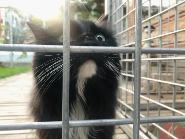 貓別墅還能這麼玩兒？