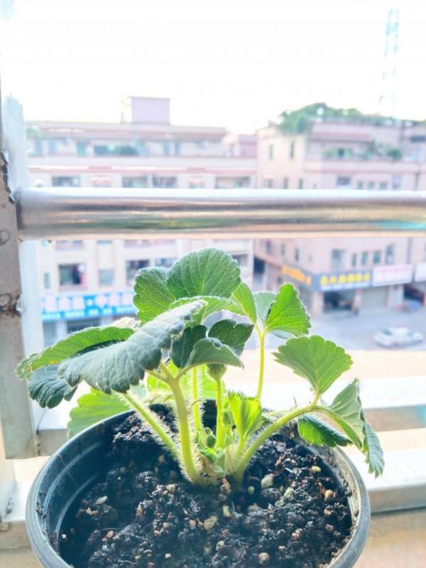 新手種植草莓，，，請大神指點下這些都是什麼原因造成的？