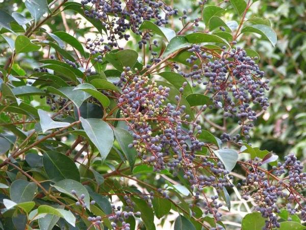 實用分享丨30款大型開花樹種介紹,白似雪、黃似陽、紅似霞,美翻 實用分享丨30款大型開花樹種介紹,白似雪、黃似陽、紅似霞,美翻