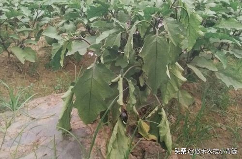 蔬菜和花卉出現萎焉現象時，為何有時越澆水萎焉越重、死苗越快？