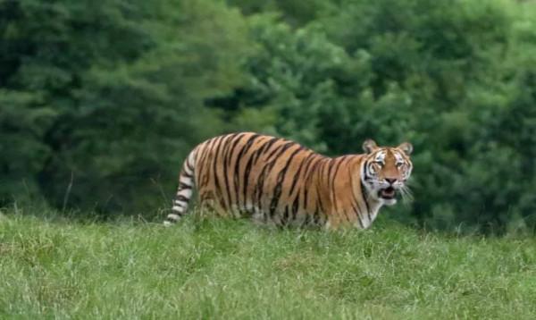 東北虎大起底|50年光陰,終得“王者歸來”!解密東北虎守護人 東北虎大起底|50年光陰,終得“王者歸來”!解密東北虎守護人
