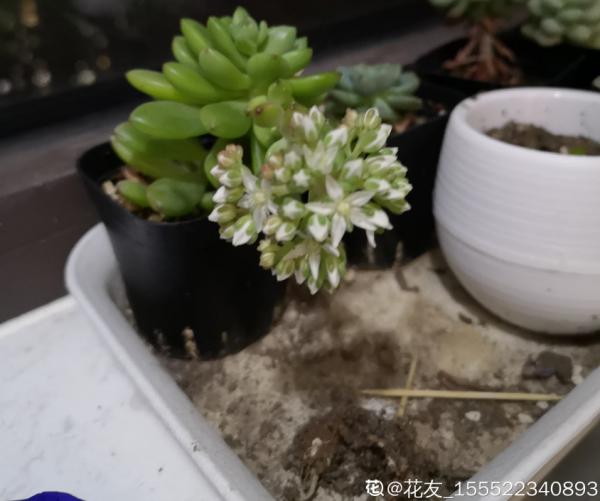 多肉長壞了別扔!剪一剪砍一砍,原地就能“滿血復活” 多肉長壞了別扔!剪一剪砍一砍,原地就能“滿血復活”