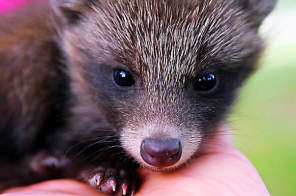 五獾同名不同姓，長相各有特色，他們有哪些生活習性？