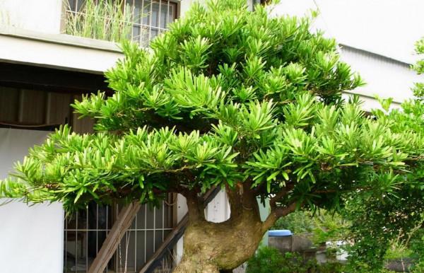 有院子就種“五種樹”,“老祖宗”留下的吉祥話,不是沒有道理 有院子就種“五種樹”,“老祖宗”留下的吉祥話,不是沒有道理