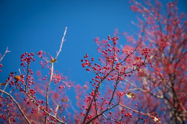 三天三季-我的烏蘭布統之旅-第五篇