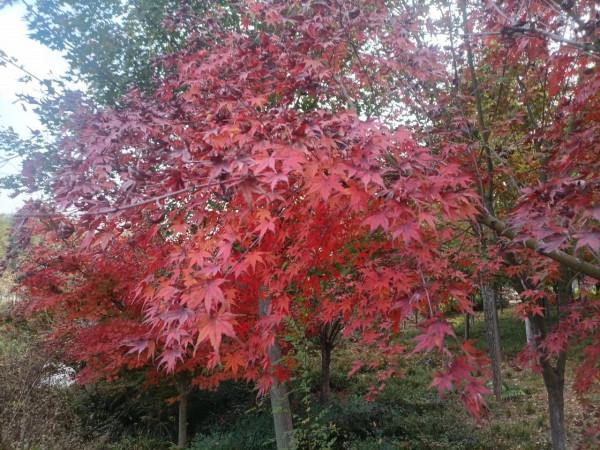 南飛大雁書人字，墜地紅葉燃相思。望穿秋水競無義，萬解楓