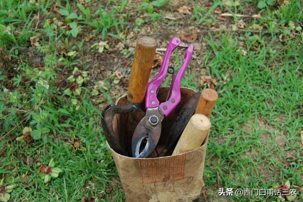 果樹砍一刀，產量翻倍高，“砍一刀”是什麼意思，有何科學道理？