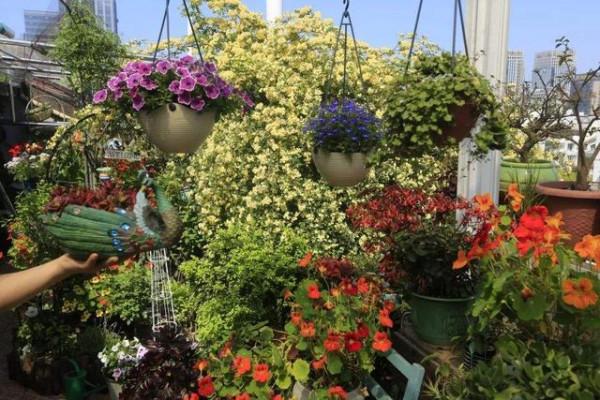 6種漂亮花&OpenCurlyDoubleQuote;不吉利&rdquo;，講究人一般不養，但是太漂亮，看著就喜歡