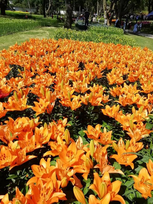 中秋佳節，百合花已盛開