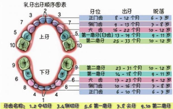 寶寶什麼時候出牙？出牙順序、表現和護理方法是什麼？一文說清