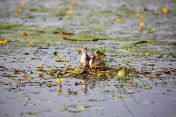 浩瀚的湖面上，幾隻呆萌雛鳥好可愛
