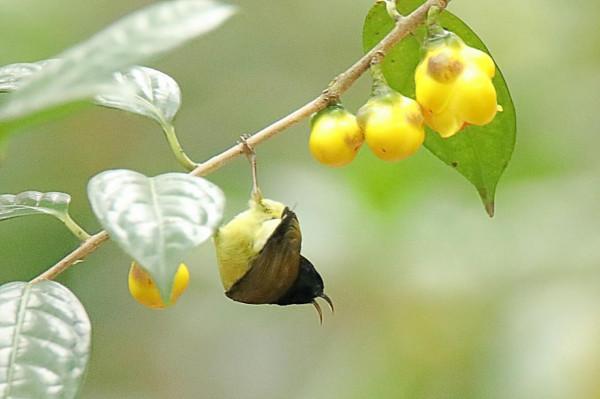太陽鳥與金色茶花