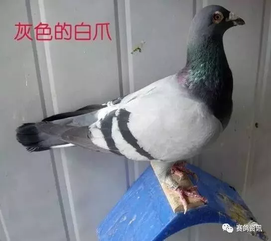 鴿子身上出現白色是公棚快速殺手的表現,可押重炮 鴿子身上出現白色是公棚快速殺手的表現,可押重炮