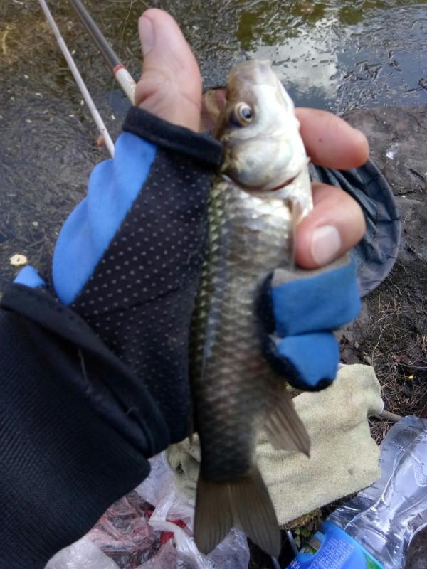 頻繁掛鉤斷線也未能阻止大板鯽爆護