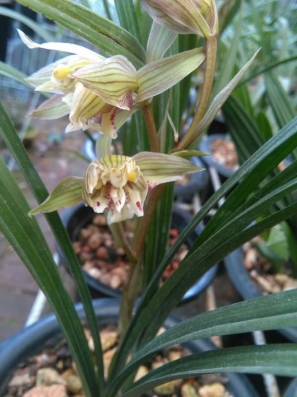 他無意間發掘一棵多藝荷瓣，六年後首次開花，後來給多少錢都不出