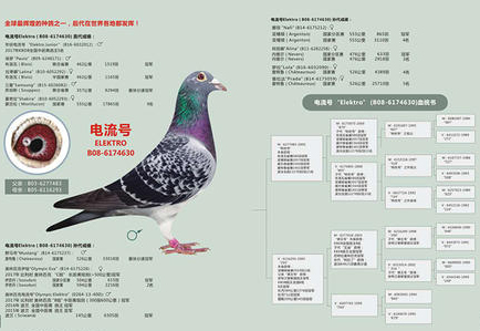 比利時鴿界的&OpenCurlyDoubleQuote;沉默巨匠&rdquo;