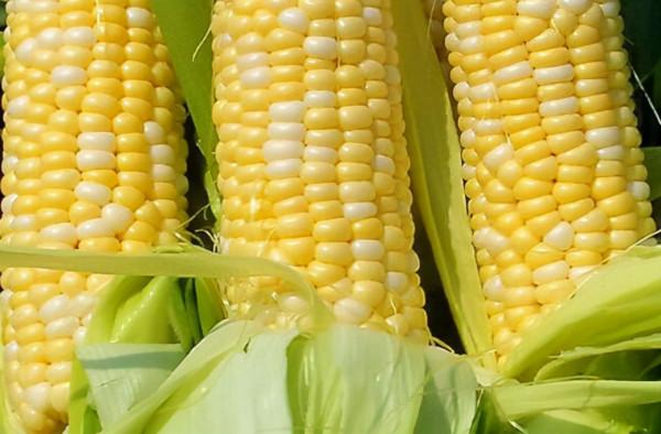 15年水餃店老師傅教你,怎麼做出好吃的豬肉玉米餡餃子 15年水餃店老師傅教你,怎麼做出好吃的豬肉玉米餡餃子