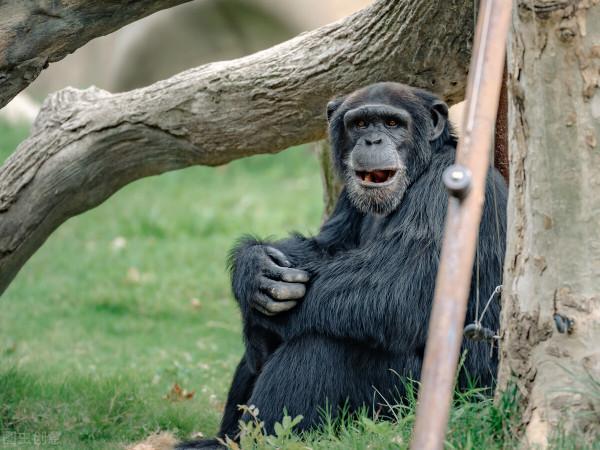 進化還是退化：一萬年來人類腦容量萎縮10&percnt;女性更達到17&percnt;