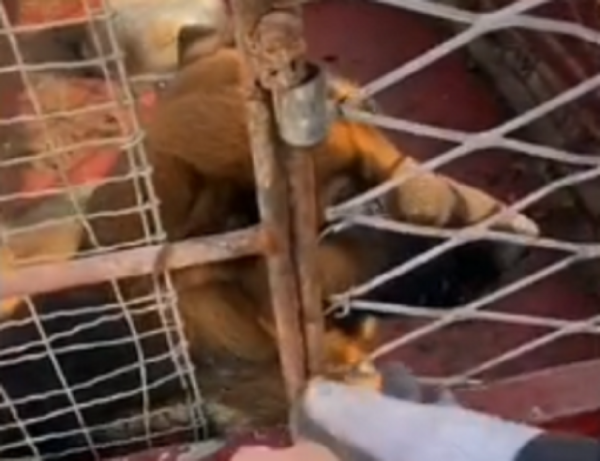 陝西:600塊,去狗肉館的德牧獲救,可嘆忠誠狗狗,還想討好主人 陝西:600塊,去狗肉館的德牧獲救,可嘆忠誠狗狗,還想討好主人