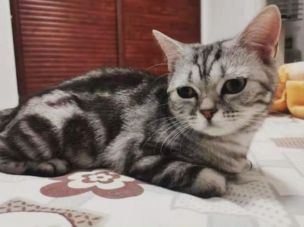 貓咪品種介紹大全！我們應該怎麼選擇適合自己的貓咪？