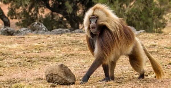 1984年,美國母親為給初生女兒續命,冒險移植狒狒心臟,最後怎樣了? 1984年,美國母親為給初生女兒續命,冒險移植狒狒心臟,最後怎樣了?