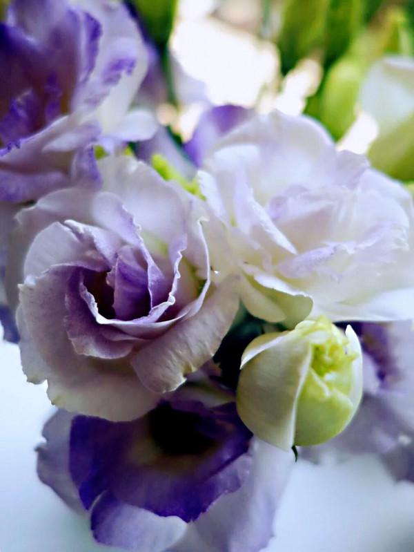 五彩斑斕洋桔梗花 五彩斑斕洋桔梗花