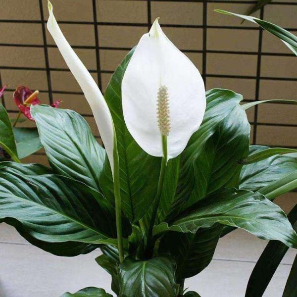 9種“大葉花”，耐陰又好看，不能曬太陽，一曬就“完蛋”