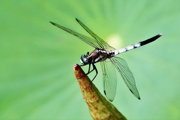 十大遠古巨獸排行榜,大象如點心鯊魚像幼崽,有一種至今還存在? 十大遠古巨獸排行榜,大象如點心鯊魚像幼崽,有一種至今還存在?