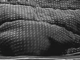 2分鐘掌握6個室內貓過冬小技巧