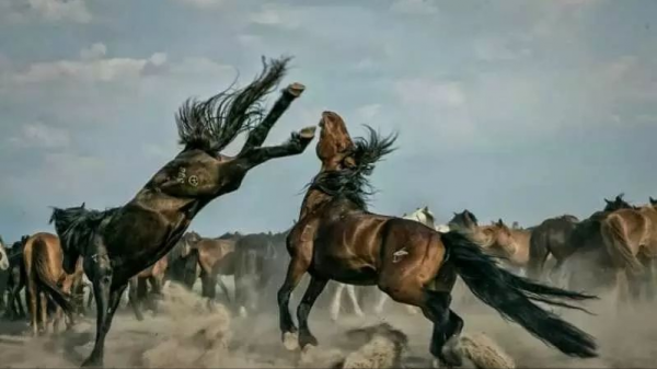 草原上馬群的故事:老馬王被驅逐,在暴雪夜引開狼群,凍死在河裡 草原上馬群的故事:老馬王被驅逐,在暴雪夜引開狼群,凍死在河裡