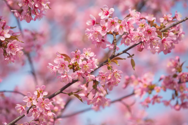 羨慕了！西昌人，你的早櫻美景正在派送中，請接收