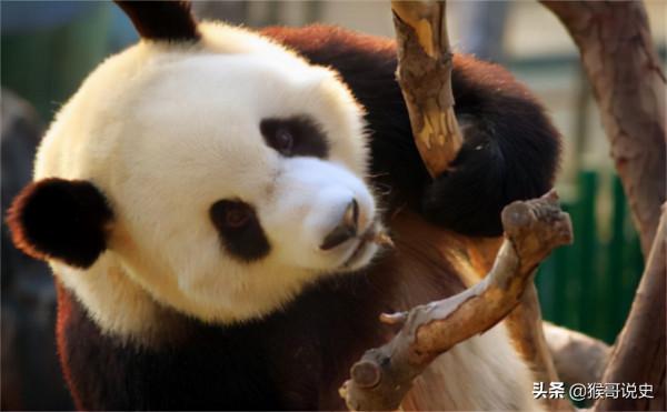 尼克松夫人對熊貓牌煙盒愛不釋手,周總理:喜歡?送兩隻真的 尼克松夫人對熊貓牌煙盒愛不釋手,周總理:喜歡?送兩隻真的