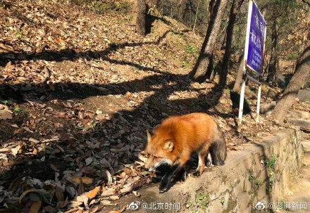 小狐狸頻繁現身京郊潭柘寺引遊人投餵，專家提醒謹防被咬傷
